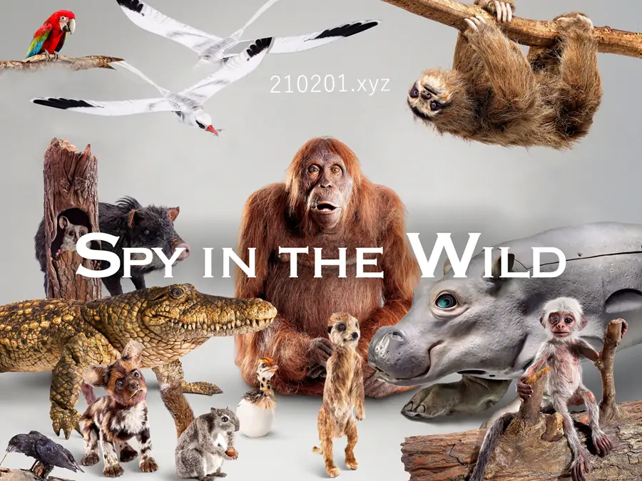 荒野间谍（Spy in the Wild）.webp