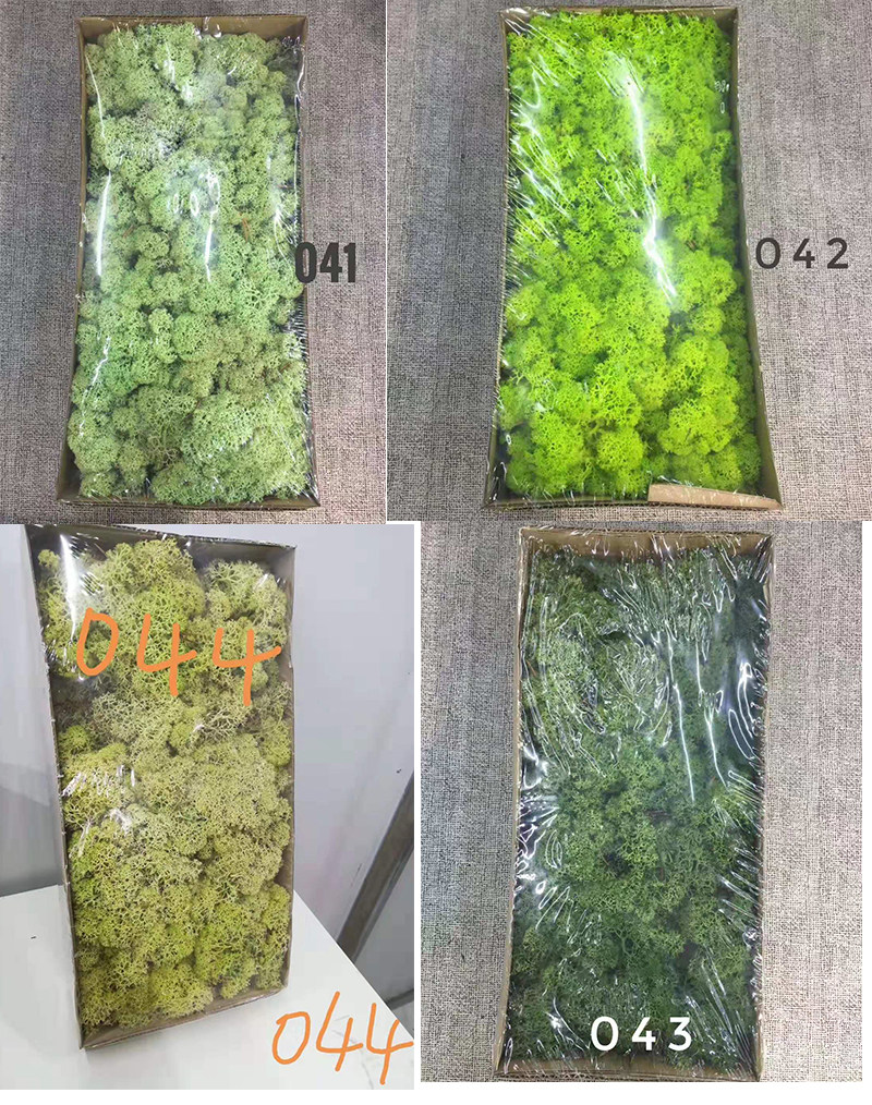 Deer Antlers Moss Moss Plant Wall DIY Genuine Green Moss Green Planting Wall Background Landscape Decoration Import Hot Sell