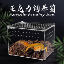 Reptile pet breeding box acrylic reptile box gecko spider lizard mantis pet snake high definition high transparent box set