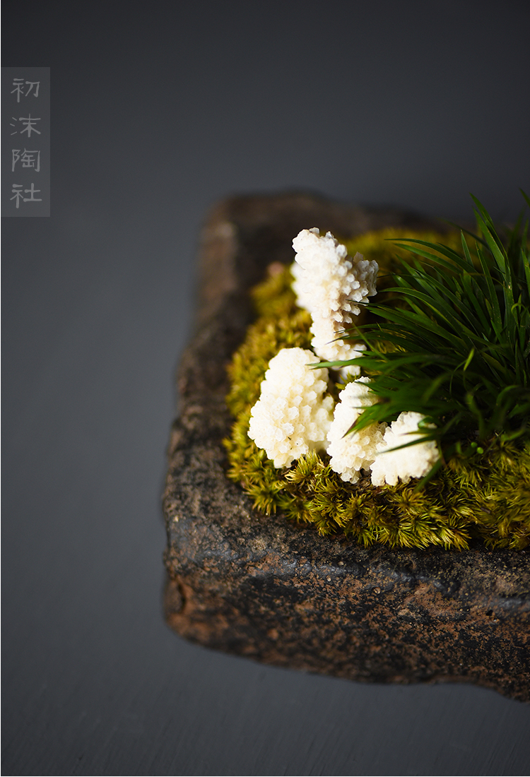 Poly real scene of tea plant flower tea table furnishing articles calamus basin ceramic vase zen imitation of han brick bonsai