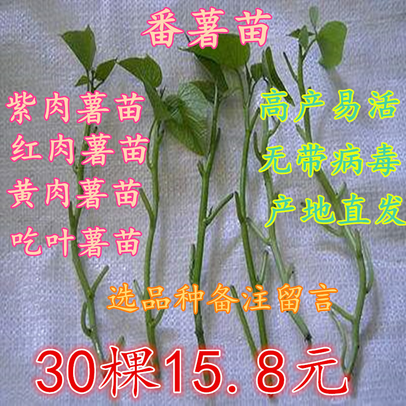 Now Cut with small fragrant potato Miao Miao Miao Miao Miao Miao Miao Miao Miao Miao Miao Miao Miao Miao 30 Potato Fry 30