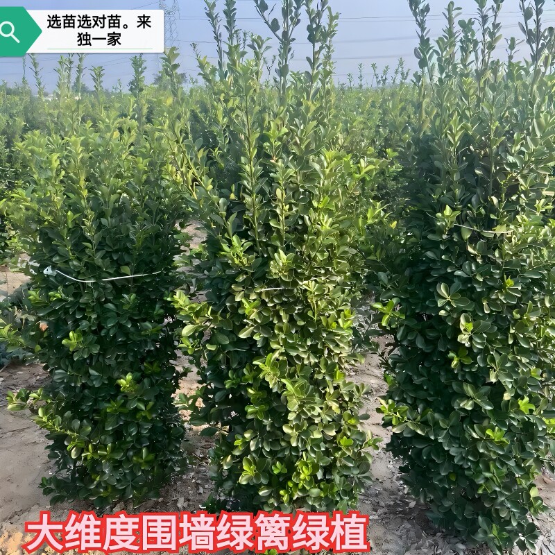 小玉姐精品绿化园林的LOGO
