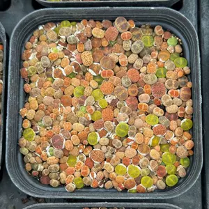 Литопсы, смешанные с полными горшками с саженцами суккулентов, хороши для новичков в выращивании ягодных цветов, балконных мини-горшечных растений семейства абрикосовых.