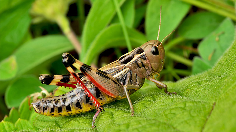 Ống kính macro [Cho thuê ống kính máy ảnh DSLR] Canon 100mm F2.8L LÀ Baiwei 100L mới