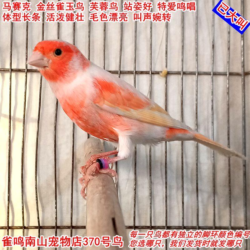 370号公鸟：马赛克金丝雀，珍稀品种了解一下？🌟-鸟-淘宝好物网