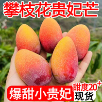 Authentic Sichuan Panzhihua Xiaoguifei mango fresh-core thin pure and sweet 10 pounds of tropical fruit picked and grown in season