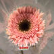 Brushed gerbera flower raw edge gerbera french fresh cut bouquet water health birthday love gift same city flower delivery