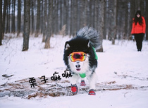 U.S. Rex Specs Rex Pecker Dog Outdoor Goggles Sunglasses Sunglasses Windshield UV