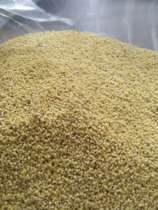 Pudding Rice Village 2021 New Millet Northeast Farmhouse Soil Millet Confinement Rice Baby Rice 500g