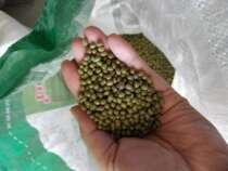 Pudding Rice Village 2021 New Mung Bean Northeast Farmhouse Grows Mung Bean 500g