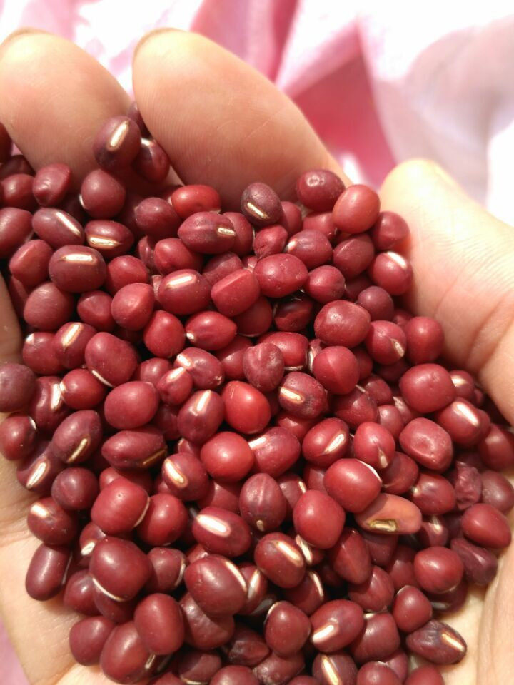 Northeast Jilin farmhouse self-produced red bean 2021 new red little bean 500g