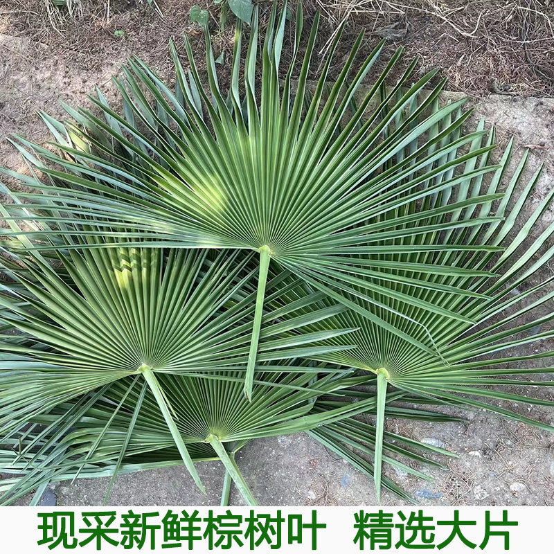 棕樹葉新鮮棕櫚樹葉棕葉片包糉子棕編材料棕櫚葉大葉包糉子繩包郵