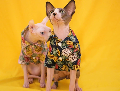 Безволочная одежда для кошачьей одежды красивая ананасовая рубашка Dvinienis Внешняя куртка пара одежда британская короткая выпадение волос