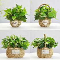 Simulation plant bonsai fake green plant rattan basket potted home indoor and outdoor decoration small green plant bonsai simulation Green Rose