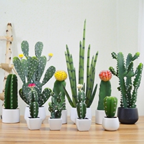 Nordic Emulation Plant Multi Meat Cacti Plastic Small Potted Indoor Living Room Table Top Decoration Fake Flowers Green Plant Swing