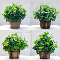 Simulation green and fake green plant living room interior exterior decoration wood casks small potted fields plastic flower and grass bonsai pendulum pieces