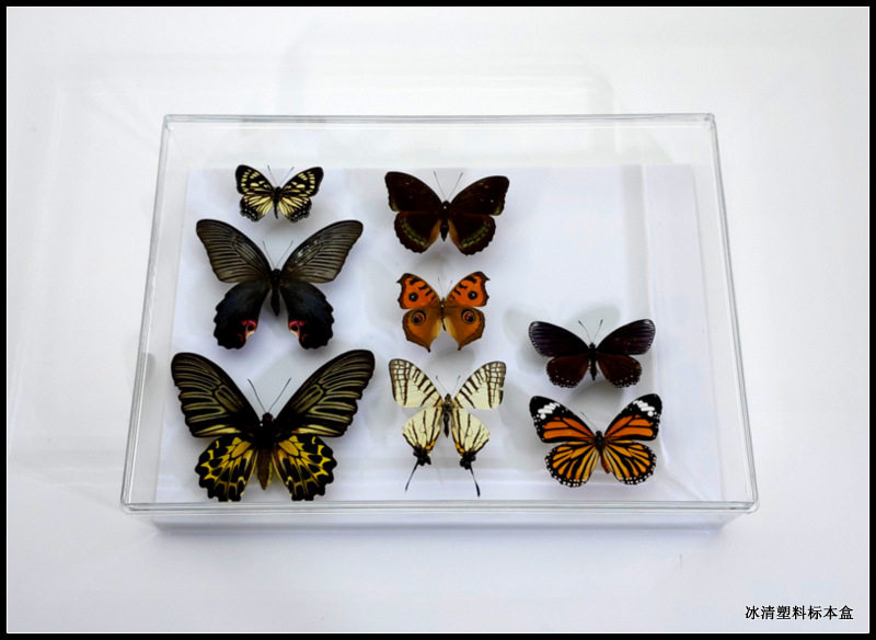 Insect Butterfly Specimen Box Ultra Large Transparent Plastic Specimen Box 33 * 24 * 8 cm Shells Collection Display Case