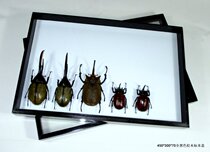 Full black insect kit 450*300 * 70MM professional butterfly insect kit shipping