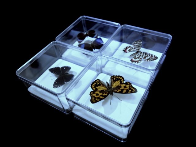 Transparent plastic crystal specimen box Good quality, high transparency, excellent display effect, beautiful and generous 
