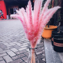 ins Net red pink Reed dried flower bouquet pub Reed home furnishings flower arrangement real flower decoration ornaments shooting props