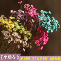 Net Red Table Decoration Small Daisy Dried Flowers Bouquet Real Flowers Full Star Evergreen Flowers Home Living Room Shop Window Hem
