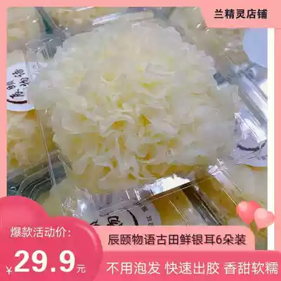 Chenyi Stars Fujian Fresh Tremella 4 Independent Packaging Deep Mountain Bswood White Fungus Non-Dry Tremella Lotus Soup
