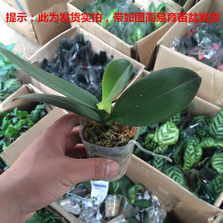 蝴蝶兰花苗盆栽花卉带盆发货小苗室内花卉盆景包邮高档精品花卉