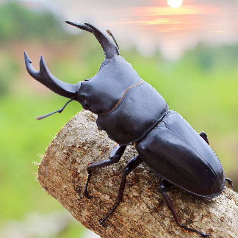 china's big qiao jia adult beetles pet rhinoceros beetle living sent jelly can produce larvae mountains si yang he package
