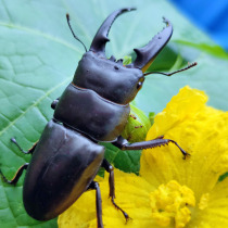 Chinese big stout beetle live beetle pet jelly food giant lone beetle breeding larva