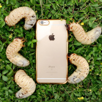 Beetle unicorn live worm giant battle adult living animal one male and female pet larva package food containing wood chips