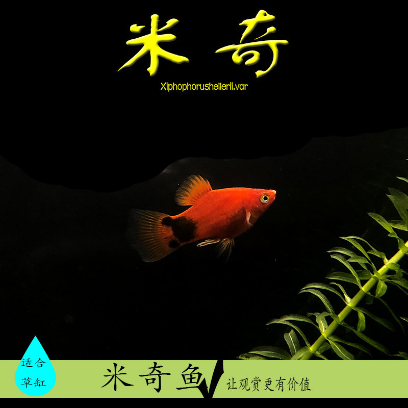 Mickey Fish Small Fetal Raw Fish New Hand Tropical Fish Birth Breeding Public Mother Small And Medium Freshwater Fish Tropical Ornamental Fish
