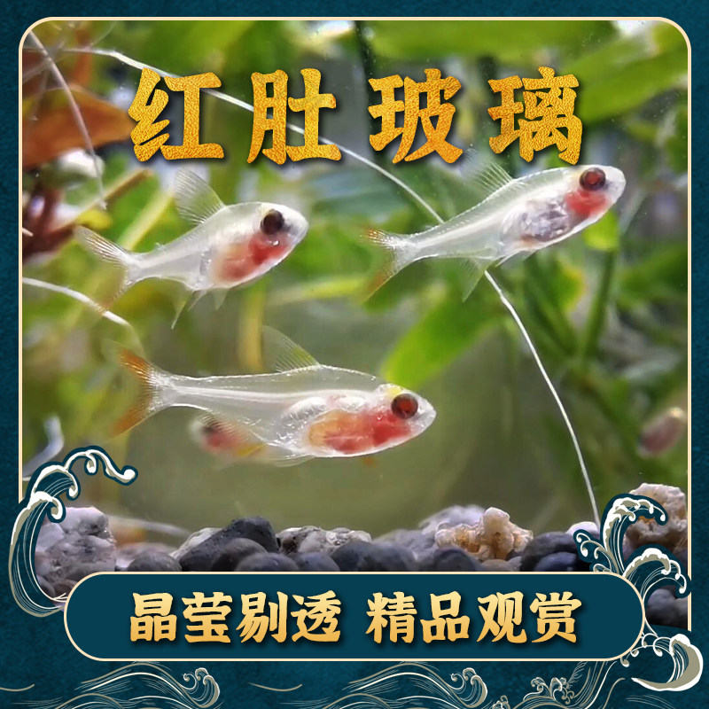 Red belly glass lamp red belly white belly freshwater tropical ornamental fish grass tank group swim small lamp family fish mixed living