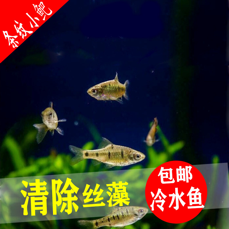 Striped small scorpion fish high-body carp fish original ecological cold water ornamental fish grass tank lamp family fish unheated freshwater fish