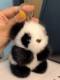 Cute and Beautiful Red Panda Imitation Mink Fur Pendant Car Keychain Plush Toy Doll Bag Pendant