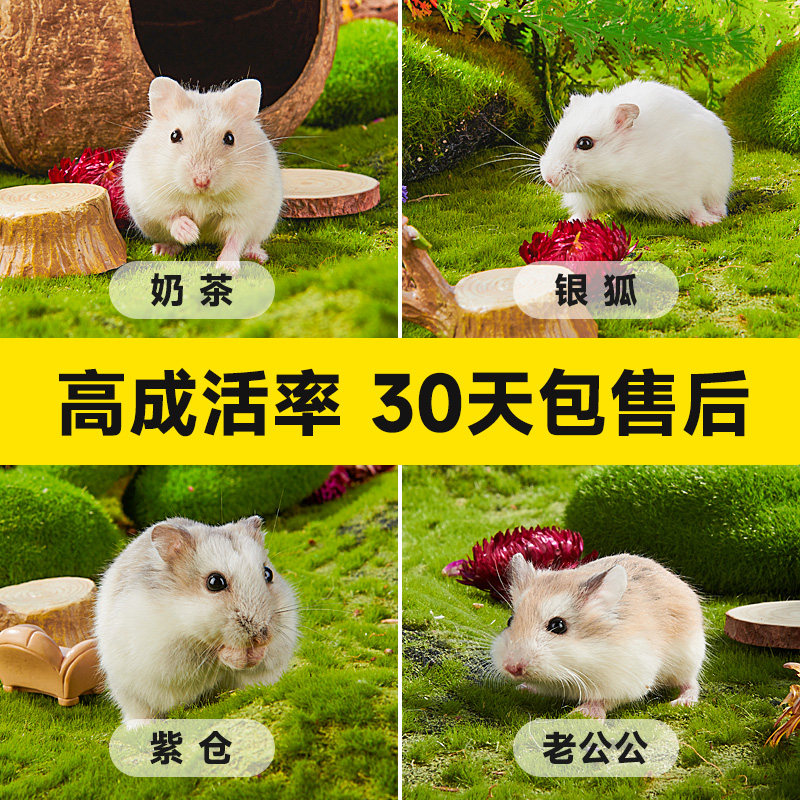 侏儒仓鼠活体宠物推荐！三线/银狐/布丁鼠到底哪个更可爱？25年最全挑选指南-仓鼠-淘宝好物网