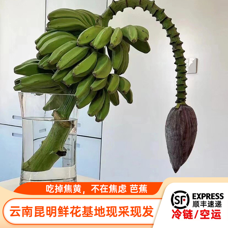 No Green Bananas Allowed, No Anxiety Allowed. Fresh Banana Plants with Flowers and Stems, Whole Bunches. Green Plants in the Office, Hydroponic Bananas