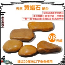 Tortoise drying table natural yellow wax stone fish turtle jar landscaping decoration yellow edge turtle climbing back hair color 98 yuan