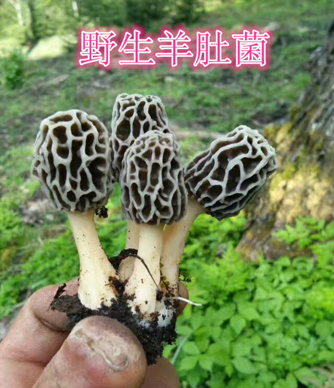 Wild sheep belly fungus sheep belly mushroom North East Changbai Mountain pristine forest terromatrica mushroom 50 gr