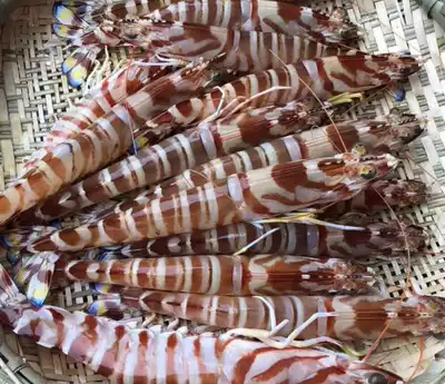 ban jie xia seedlings jiu jie xia seedlings flower shrimp grass shrimp ghost xia miao Penaeus monodon dui xia miao