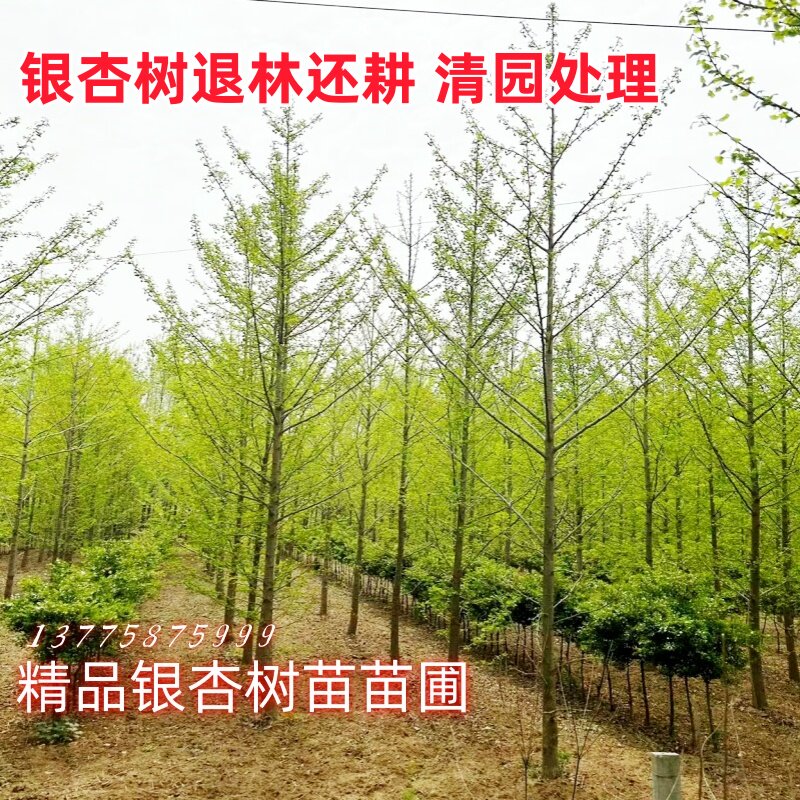 邳州市盛之源苗木