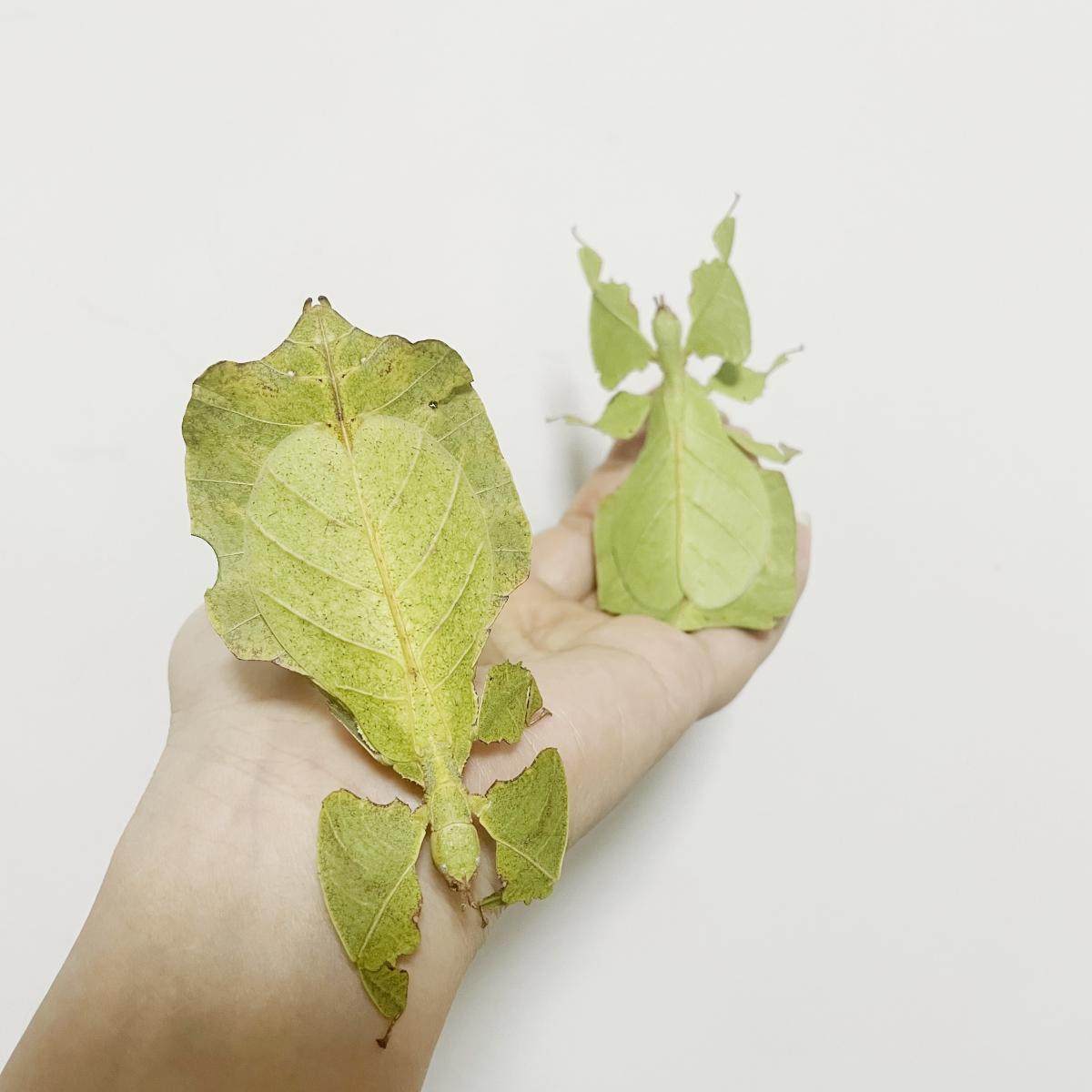 如何挑选一只健康的菲律宾叶䗛竹节虫作为宠物？2026年最全养虫指南来了！-特色爬宠-淘宝百科网