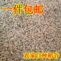 Farmhouse rice with Shell millet rice grain feeding chicken duck goose pigeon bird raw grain pet feed 50kg