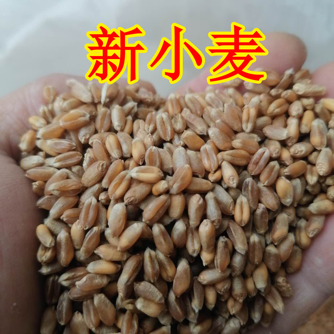2022 farm new winter wheat grain chicken duck goose pigeon poultry feed fish bait 500g whole grains