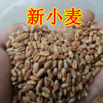 2021 farmhouse new winter wheat grain chicken duck goose pigeon poultry feed fish bait 500g