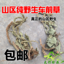 Wild plantain 500g new goods Taihang mountain whole whole grass generation plantain powder