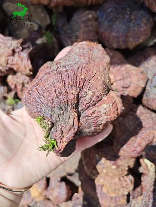 Wild Ganoderma 250g Natural Changche Dry Red Lingche Red Sheet in the forest of Natural Changcheng and Half - Bottle Wine