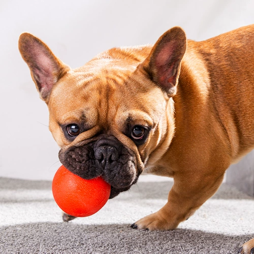 Собачья игрушечная шарик резиновый сплошной эластичный шарик, кусающий мяч для кусания собак, домашние животные, домашние животные, зубы чистые игрушки продукты