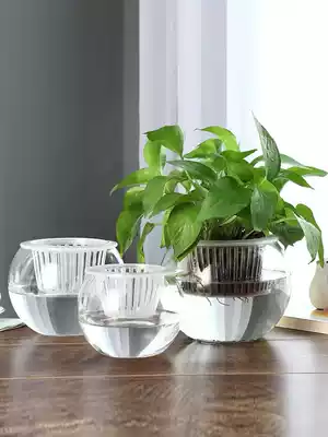 Hydroponic flower Ware simple vase container transparent glass bottle desktop ball vase can raise gold jabiyu
