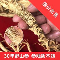 30 ans de montagne sauvage Ginseng Dry Goods Pool Bottom Remnant Old Mountain Exposi white Mountain Lower ginseng Wild Ginseng in Wild Ginseng