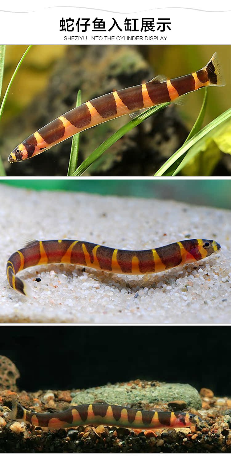 蛇仔鱼苦力泥鳅除蛋白虫涡虫杀手观赏鱼活体热带鱼工具鱼 爆款热卖 活体 观赏鱼 泥鳅 热带鱼 苦力途虎网